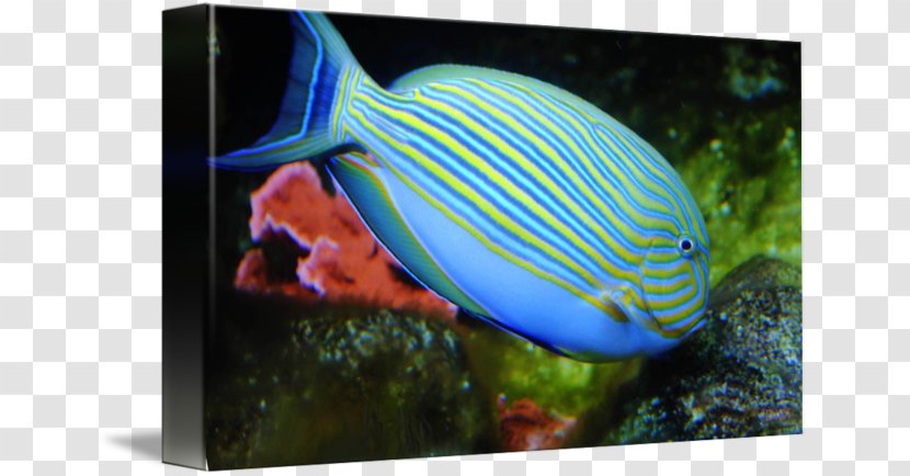 Tropical Fish Aquarium Coral Reef Saltwater - Striped Transparent PNG