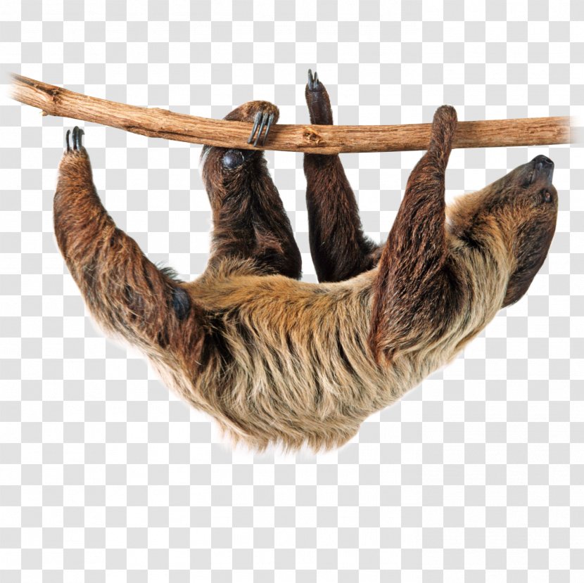 Sloth Clip Art - Two Toed - Image Transparent PNG