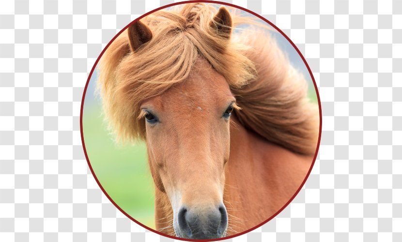 Dog Mustang Stallion Veterinarian Pony Transparent PNG