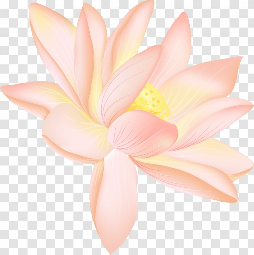 Petal Close-up Cut Flowers Proteales - Pink Lotus Transparent PNG