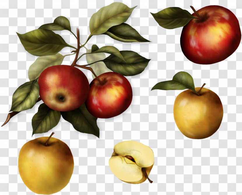 Apple Fotosearch Stock Photography Royalty-free Clip Art - Plum Transparent PNG