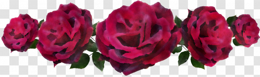 Garden Roses Transparent PNG