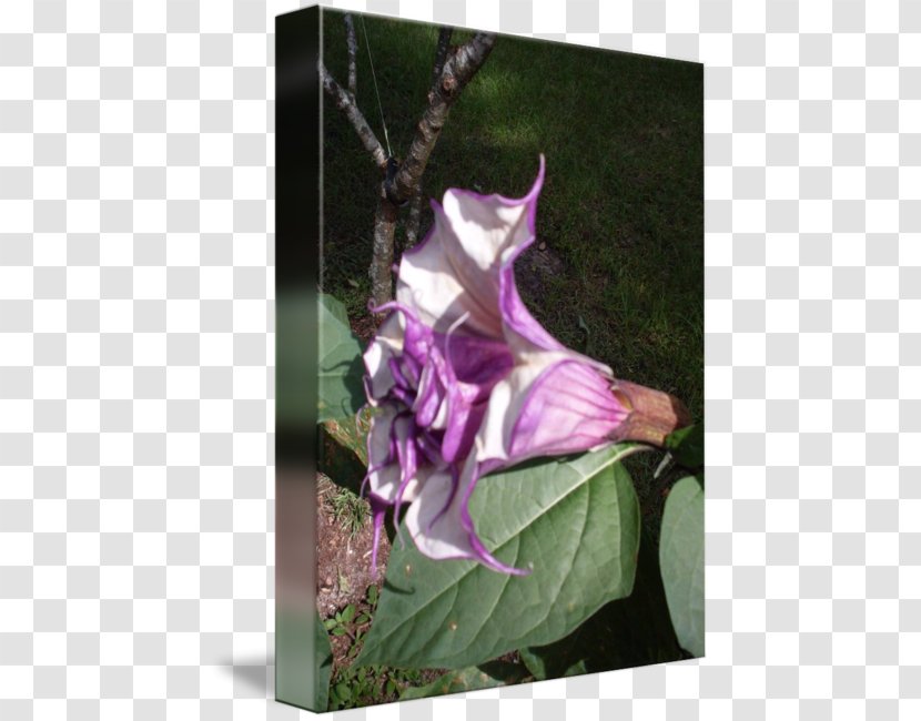 Daturas Floral Design Flower Angel's Trumpets - Plant Transparent PNG