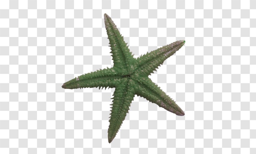 Starfish Blue Sea Star Ochre - Color Transparent PNG