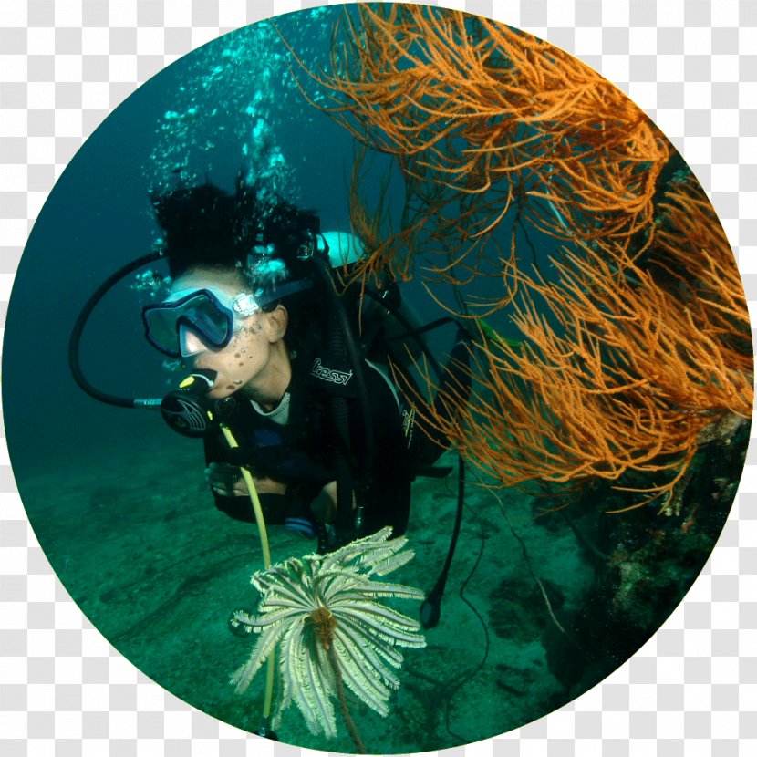 All4Diving - Organism - Scuba Diving In Phuket, Thailand Phi Islands Phuket IslandPhuket Transparent PNG
