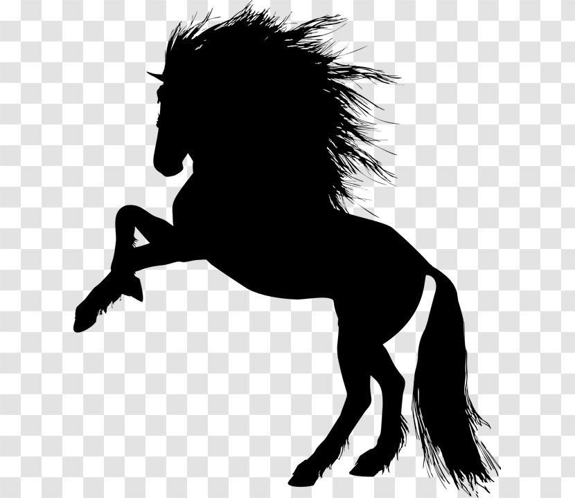 Horse Stallion Pony - Cat Like Mammal Transparent PNG