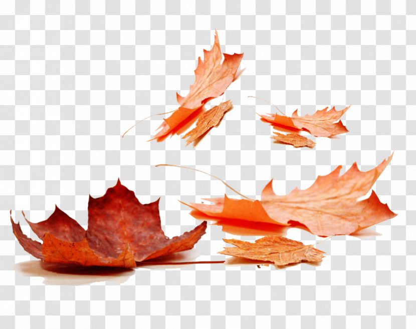 Maple Leaf Stock Photography Image Transparent PNG