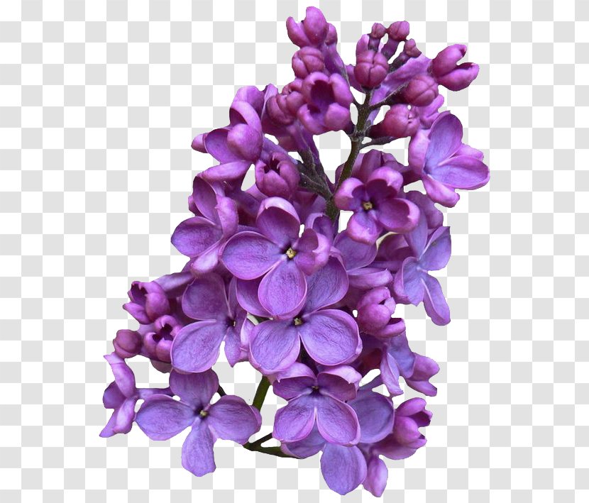 Common Lilac Flower Drawing Clip Art Transparent PNG
