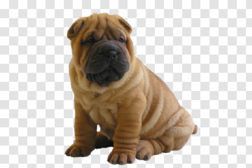 Mini Shar Pei Labrador Retriever Bullmastiff English Mastiff - Tibetan - Puppy Transparent PNG