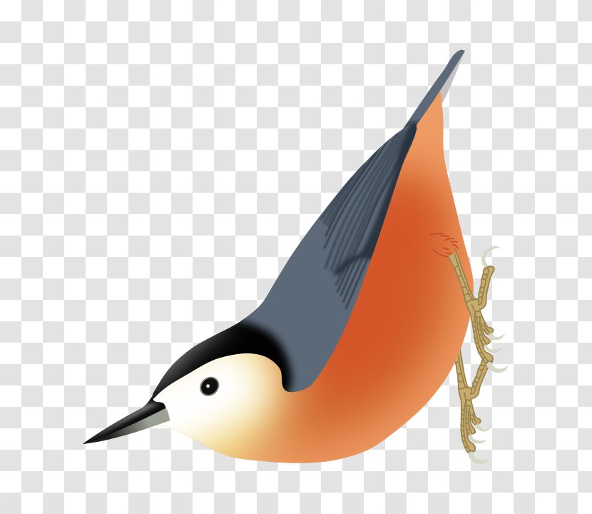 Przevalski's Nuthatch Firefly Encyclopedia Of Birds Eurasian - Bird Transparent PNG