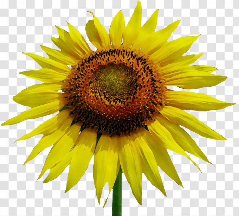 Sunflower - Plant - Asterales Petal Transparent PNG