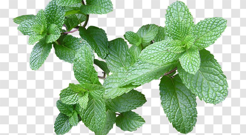 Dog Mint Remedio Herbaceous Plant Flatulence - Peppermint - Herbal Plants Transparent PNG