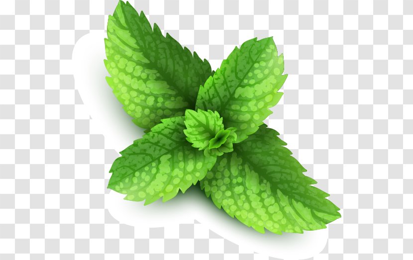 Mint Stock Illustration - Photography - Pepermint Transparent PNG