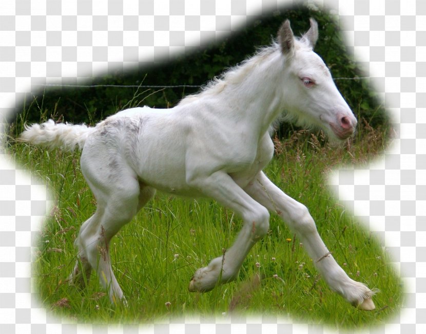 Foal Mustang Colt Stallion Mare Transparent PNG