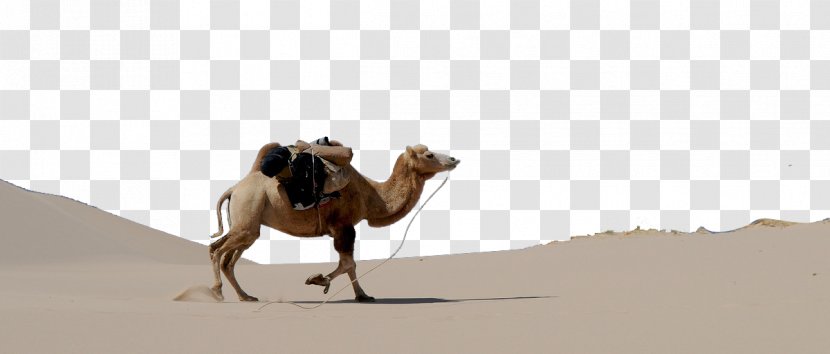 Dromedary Bactrian Camel Gobi Desert - Arabian Transparent PNG