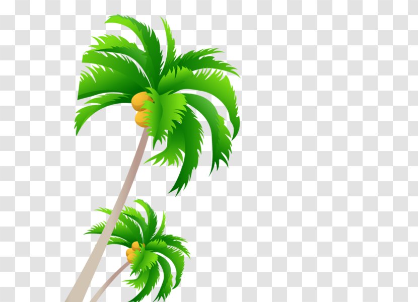 Palm Trees Vector Graphics Coconut - Flowering Plant - Amazon Jungle Uihere Transparent PNG