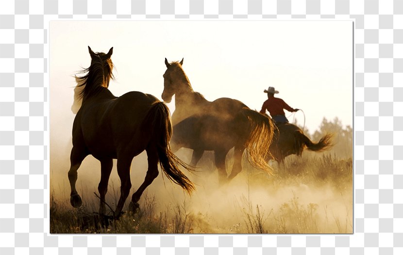 Mustang Powder Burn Stallion Desktop Wallpaper Cowboy - Herd Transparent PNG