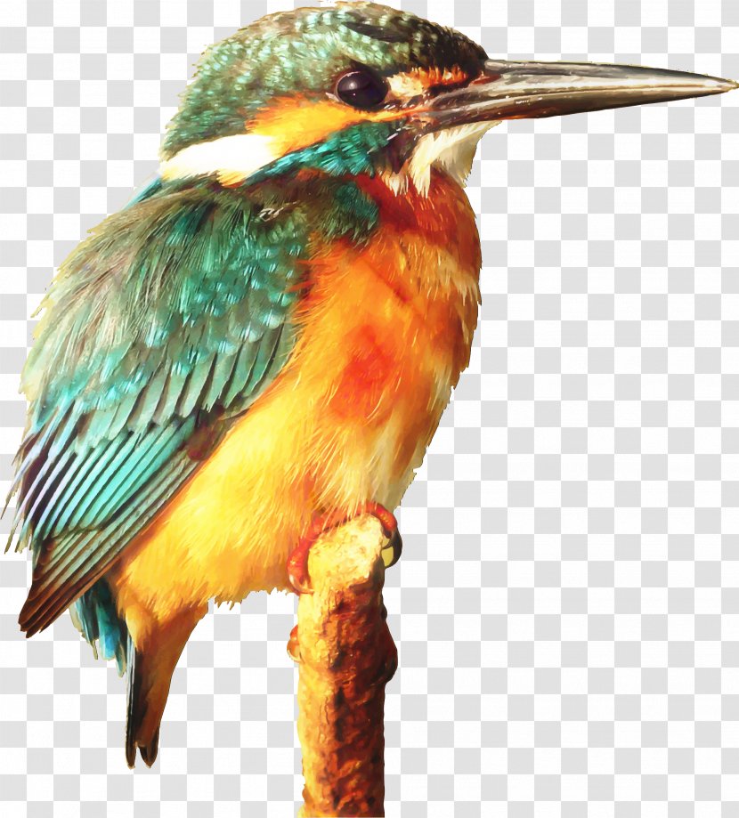 Clip Art Kingfisher Bird Free Content - Jacamar Transparent PNG