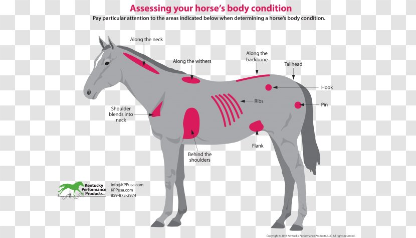 Mule Mustang Pony Stallion American Paint Horse - Body Conditioning Transparent PNG