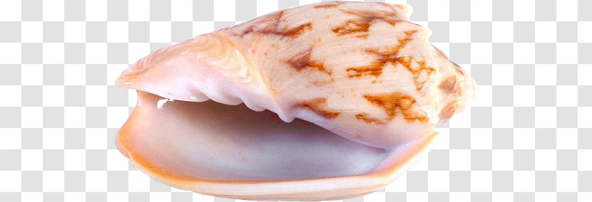Seashell Chambered Nautilus Marine Clip Art - Molluscs Transparent PNG
