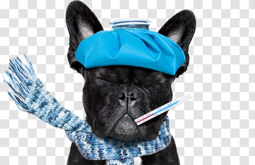Chihuahua French Bulldog Veterinarian Boxer - Snout - Battersea Dogs Home Transparent PNG