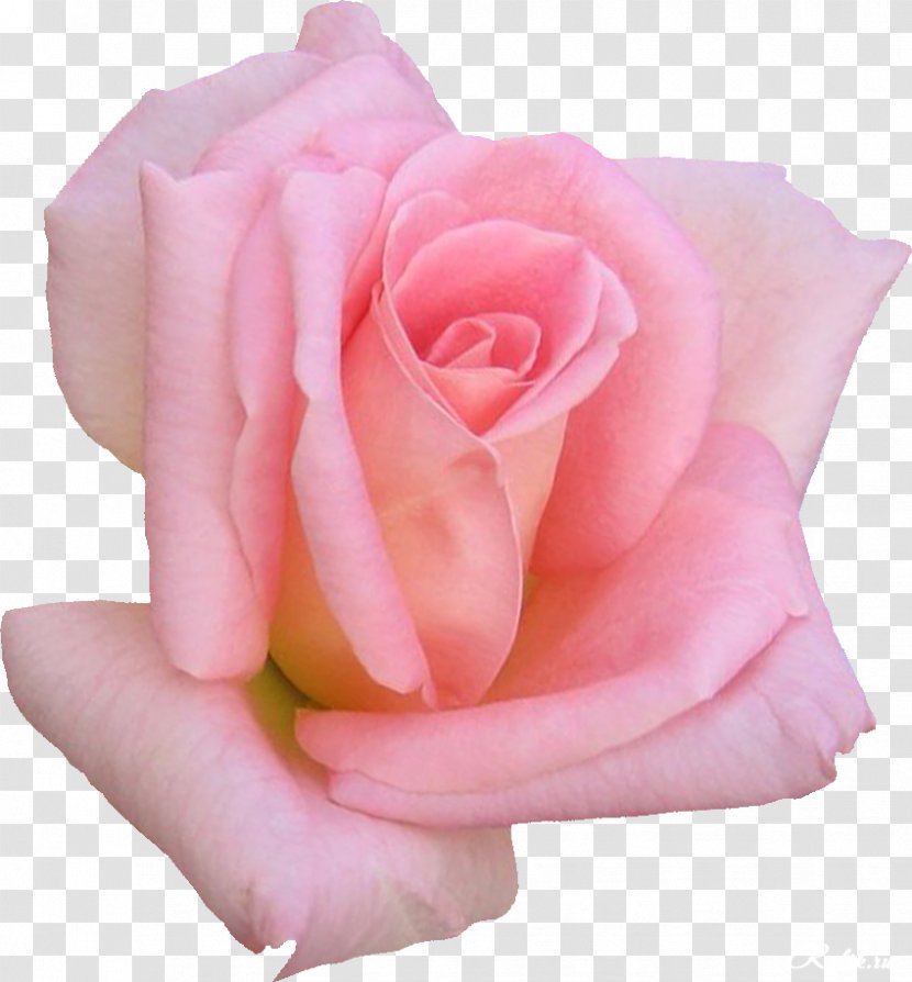 Garden Roses I'm Poppy Flower Clip Art - I M - Rose Pink Transparent PNG