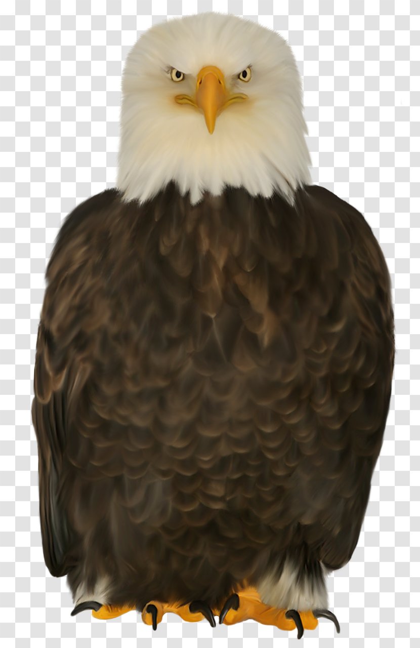 Bald Eagle Bird Of Prey Beak - Accipitriformes Transparent PNG