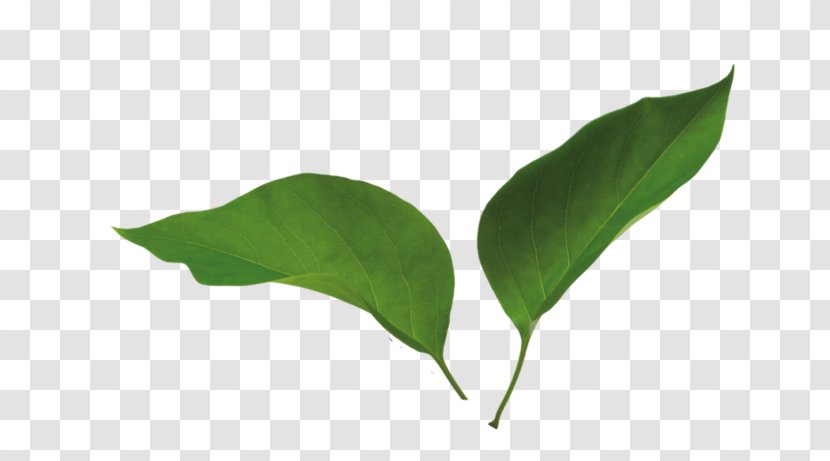 Lilac Leaf - Plant Stem Transparent PNG