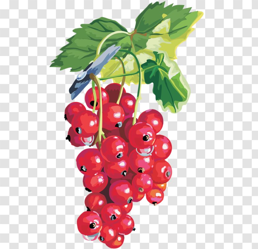 Redcurrant Blackcurrant Berries Fruit - Food Transparent PNG