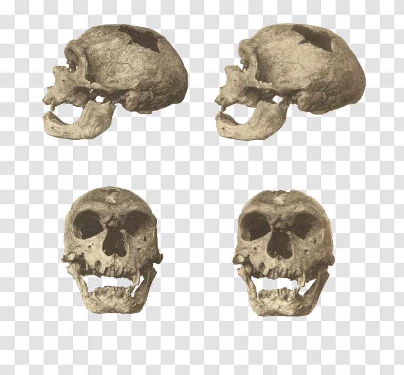 Neanderthal Skhul And Qafzeh Hominins Homo Sapiens La Chapelle-aux-Saints 1 - RULES SKULL Transparent PNG