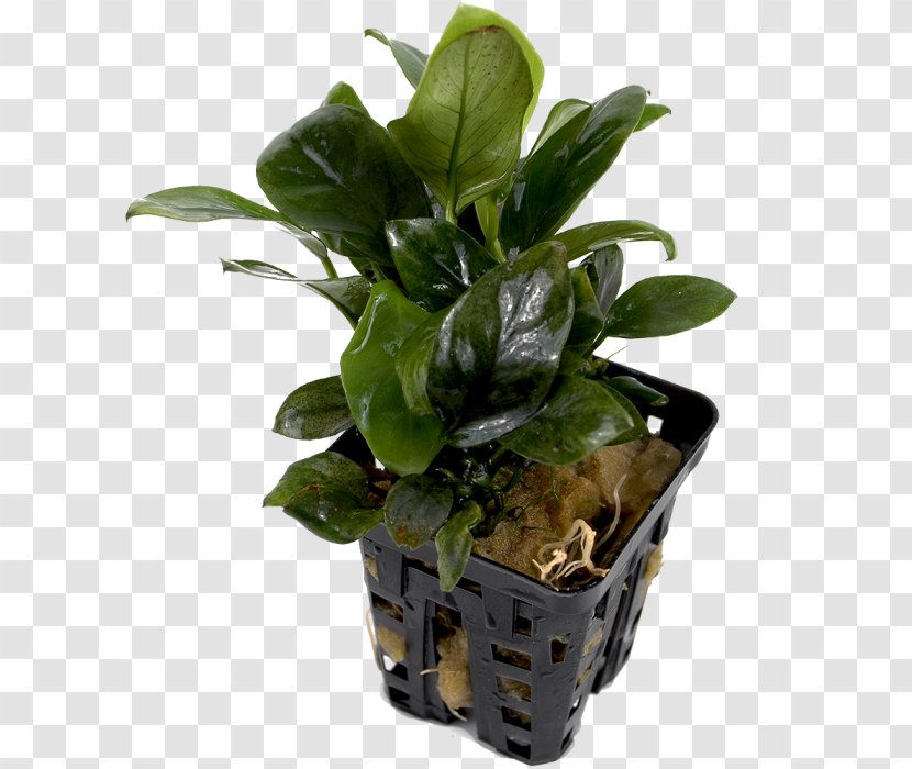 Anubias Barteri Var. Nana Flowerpot Houseplant Bonsai Aquatic Plants - Root - Epiphyte Transparent PNG