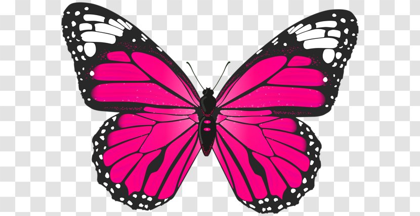 Butterfly Clip Art - Invertebrate - Pink Wand Transparent PNG