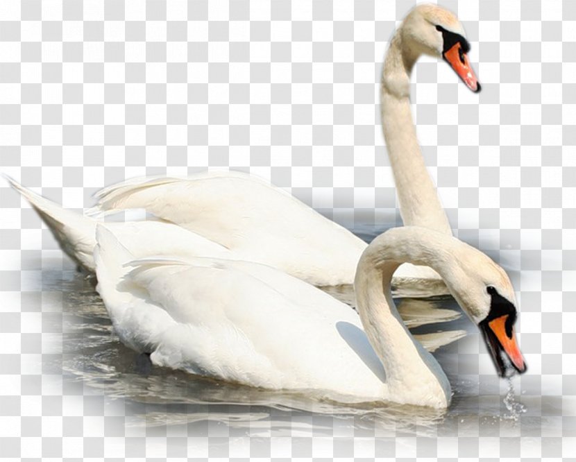 Cygnini The Ugly Duckling Bird YouTube Anatidae - Youtube - Swan Transparent PNG