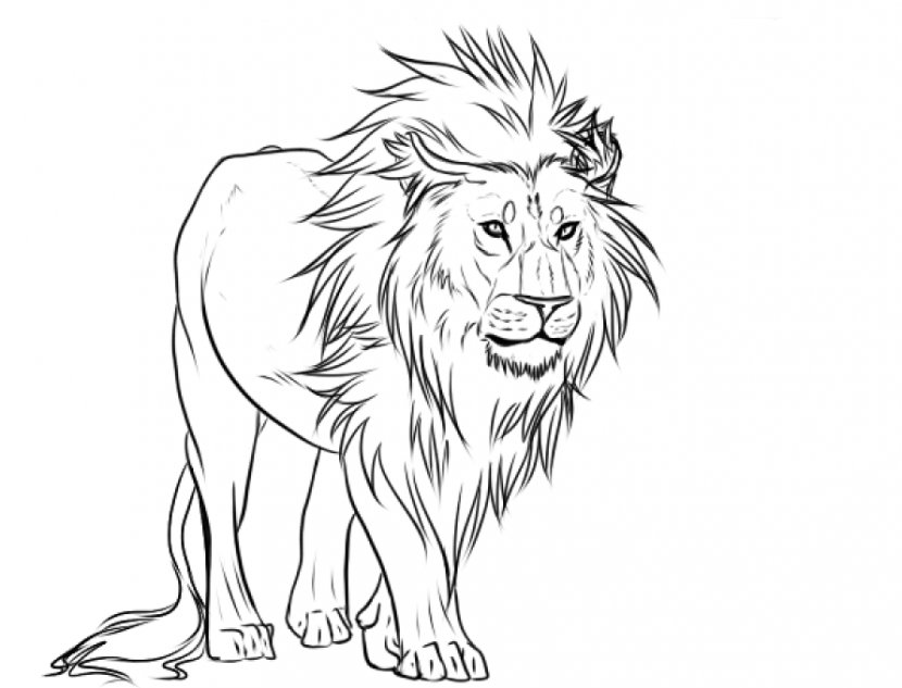 Lion Drawing Pencil Art Sketch - Museum - Evil Tree Cliparts Transparent PNG
