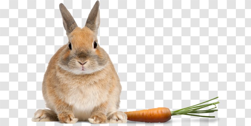 Domestic Rabbit Netherland Dwarf Stock Photography - Snout - Pet Bird Transparent PNG