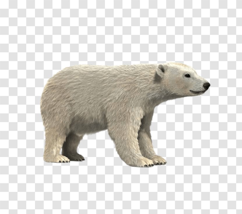 Polar Bear Brown 3D Modeling Giant Panda Arctic - Autodesk 3ds Max Transparent PNG