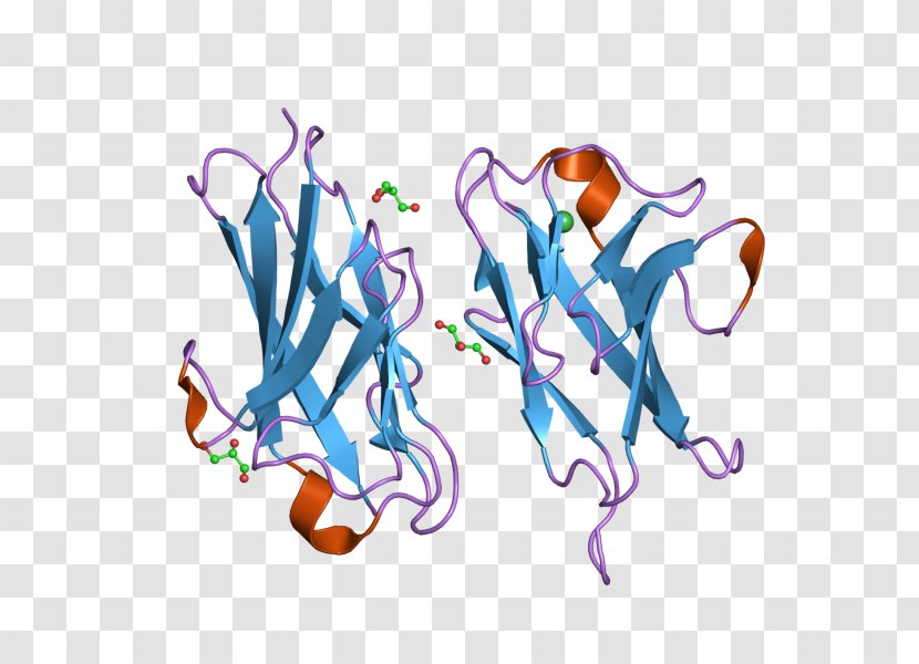 CEACAM1 Carcinoembryonic Antigen Cell Adhesion Cluster Of Differentiation Protein - Frame - Cartoon Transparent PNG