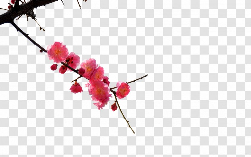 China Paper Plum Blossom Wallpaper - Flower Transparent PNG