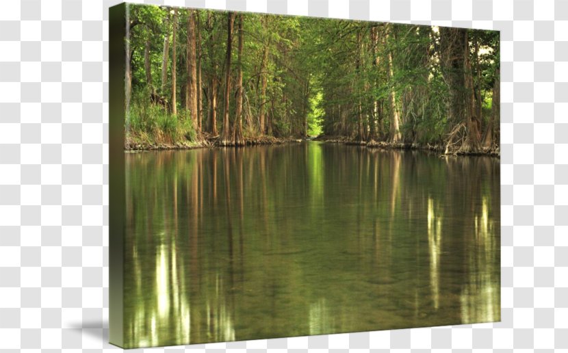 Biome Pond Swamp Nature Reserve Vegetation - River - Water Reflection Transparent PNG