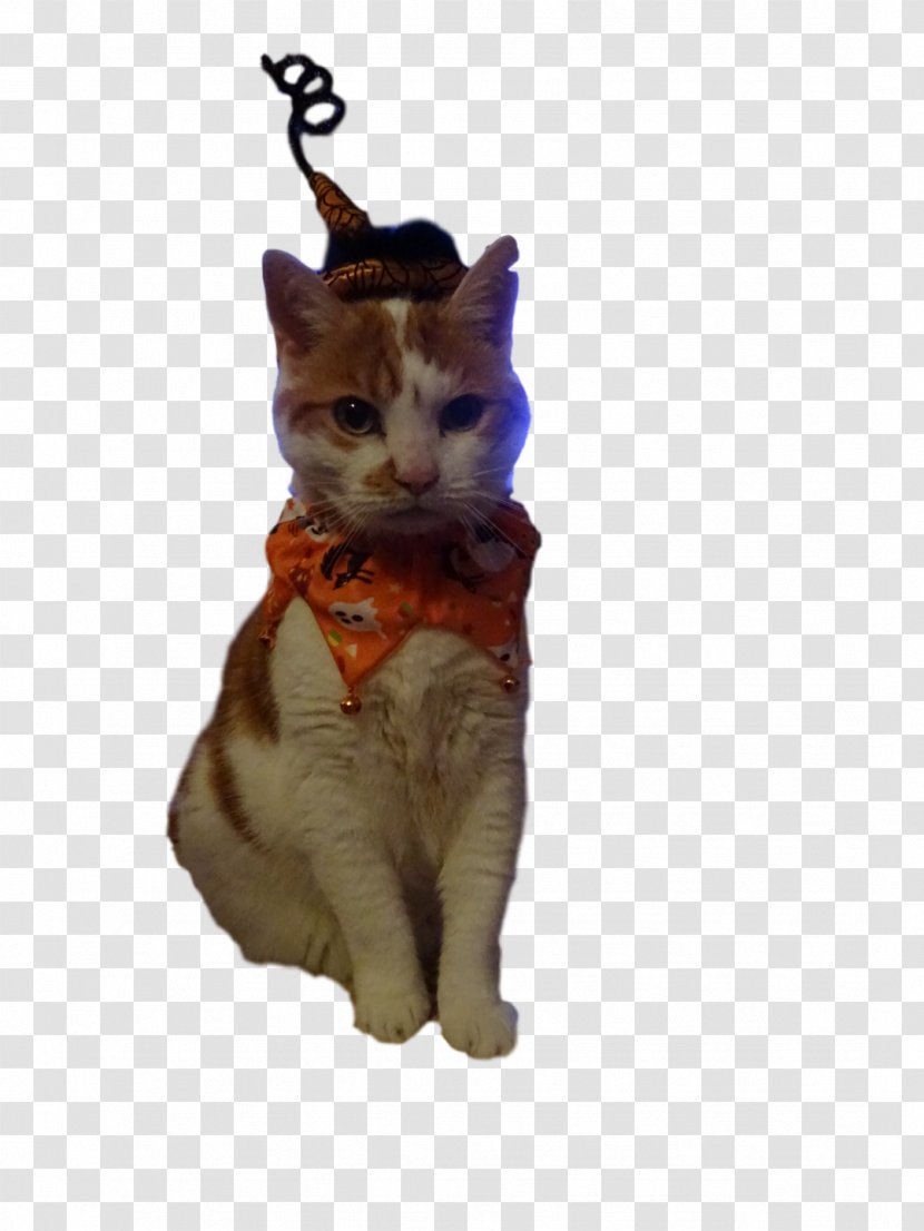 Tabby Cat Kitten Whiskers Fur - Basil Transparent PNG