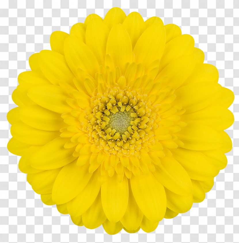 Transvaal Daisy Cut Flowers Yellow Flower Bouquet - Rose - Gerbera Transparent PNG