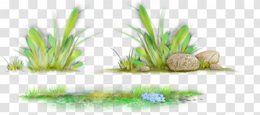 Desktop Wallpaper Clip Art - Directory - Fresh Grass Transparent PNG