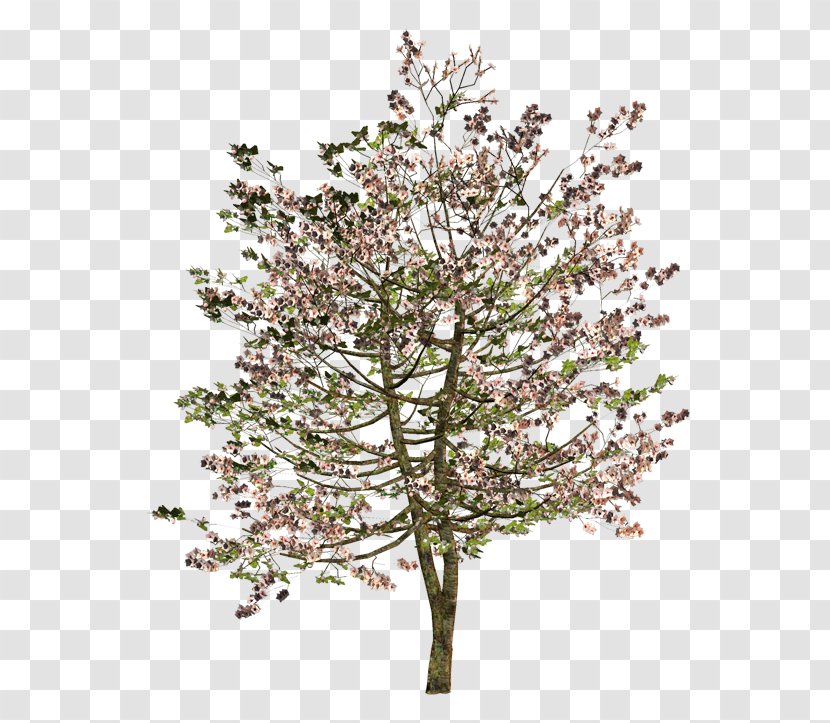 Twig Tree Shrub Flower Transparent PNG