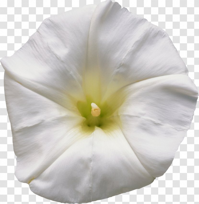 Man-hater Morning Glory Tropical White Morning-glory Solanales Mallows - Flower Transparent PNG