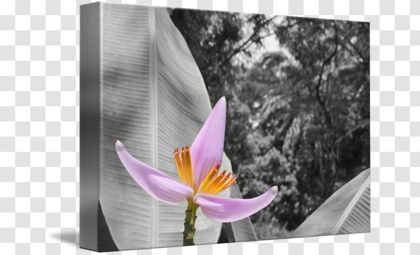 Flowering Plant - Flower - Banana Transparent PNG