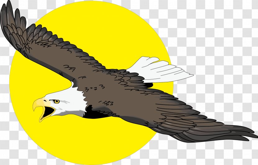Bald Eagle Free Content Clip Art - Hand-painted And Sun Vector Transparent PNG