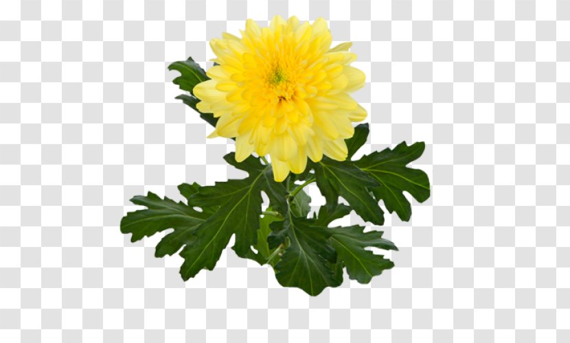 Crown Daisy Yellow Oxeye Flower Marguerite Transparent PNG