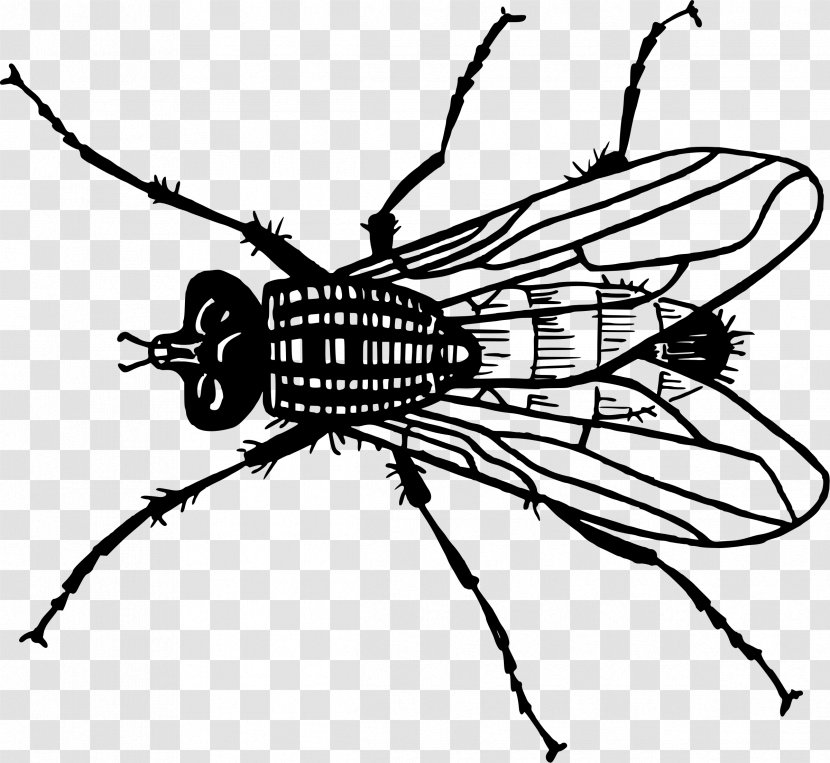 Drawing Insect Fly - Artwork Transparent PNG