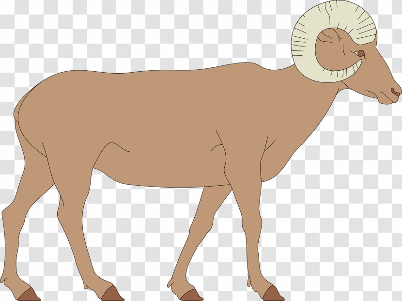 Bighorn Sheep River Dall Clip Art - Goats - Longhorn Transparent PNG