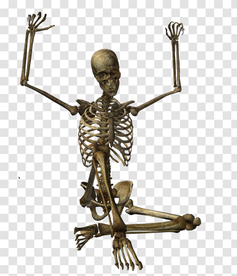Human Skeleton Skull Transparent PNG